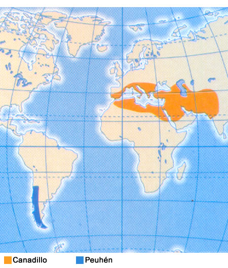 El canadillo se distribuye por el oeste de Asia, las regiones mediterráneas y la macaronésica y el peuhén habita en Chile y la Argentina.